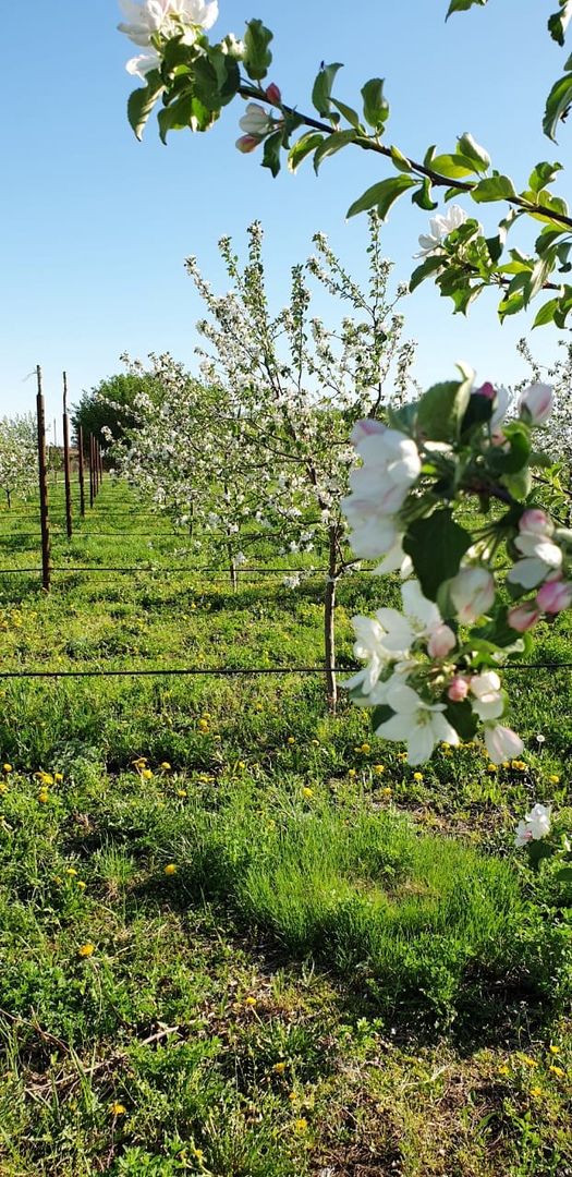 В Мелькене растет яблоневый сад