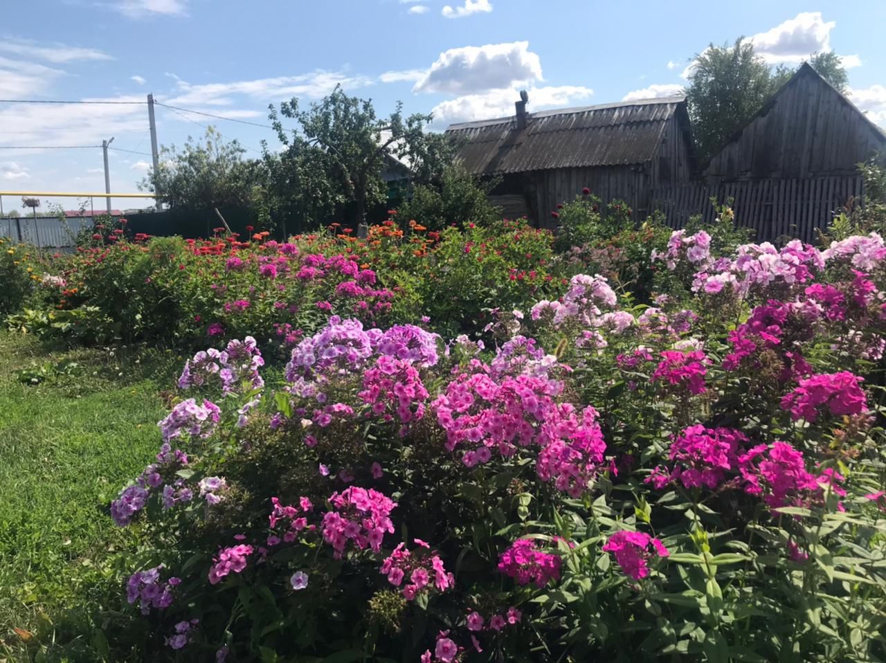 Альфия Басырова из села Бикбулово прислала фотографии на конкурс «Цветочное королевство»
