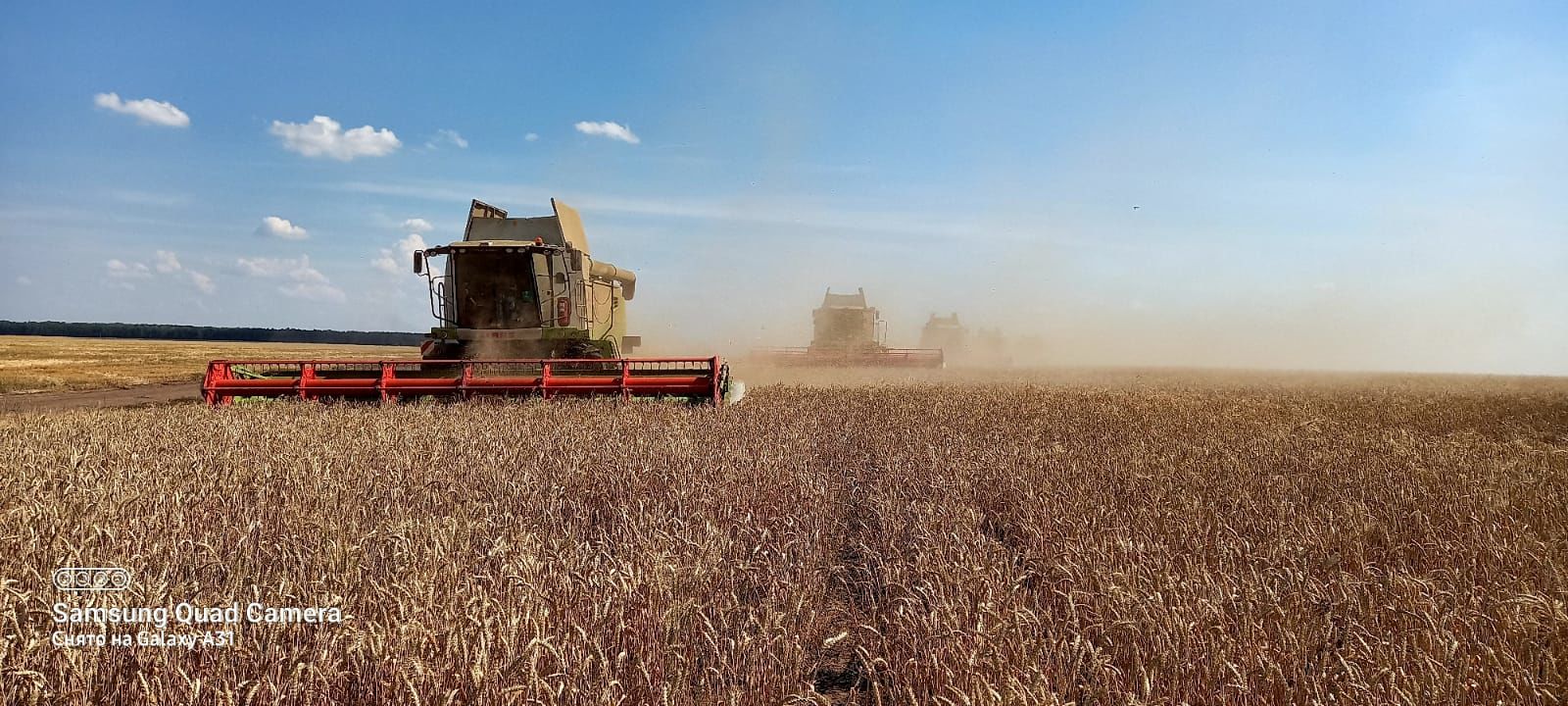 На четырех полях ОСП «Мензелинское» урожайность озимой пшеницы превысила 60 ц/га