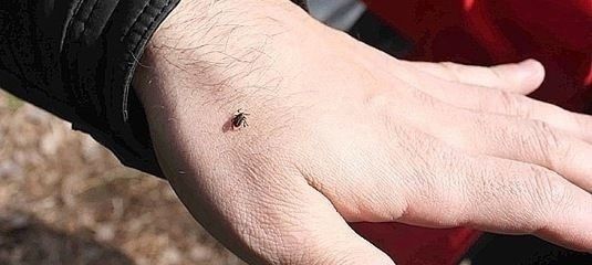 Клещи в Мензелинске: случаи укусов растут — как защититься взрослым и детям