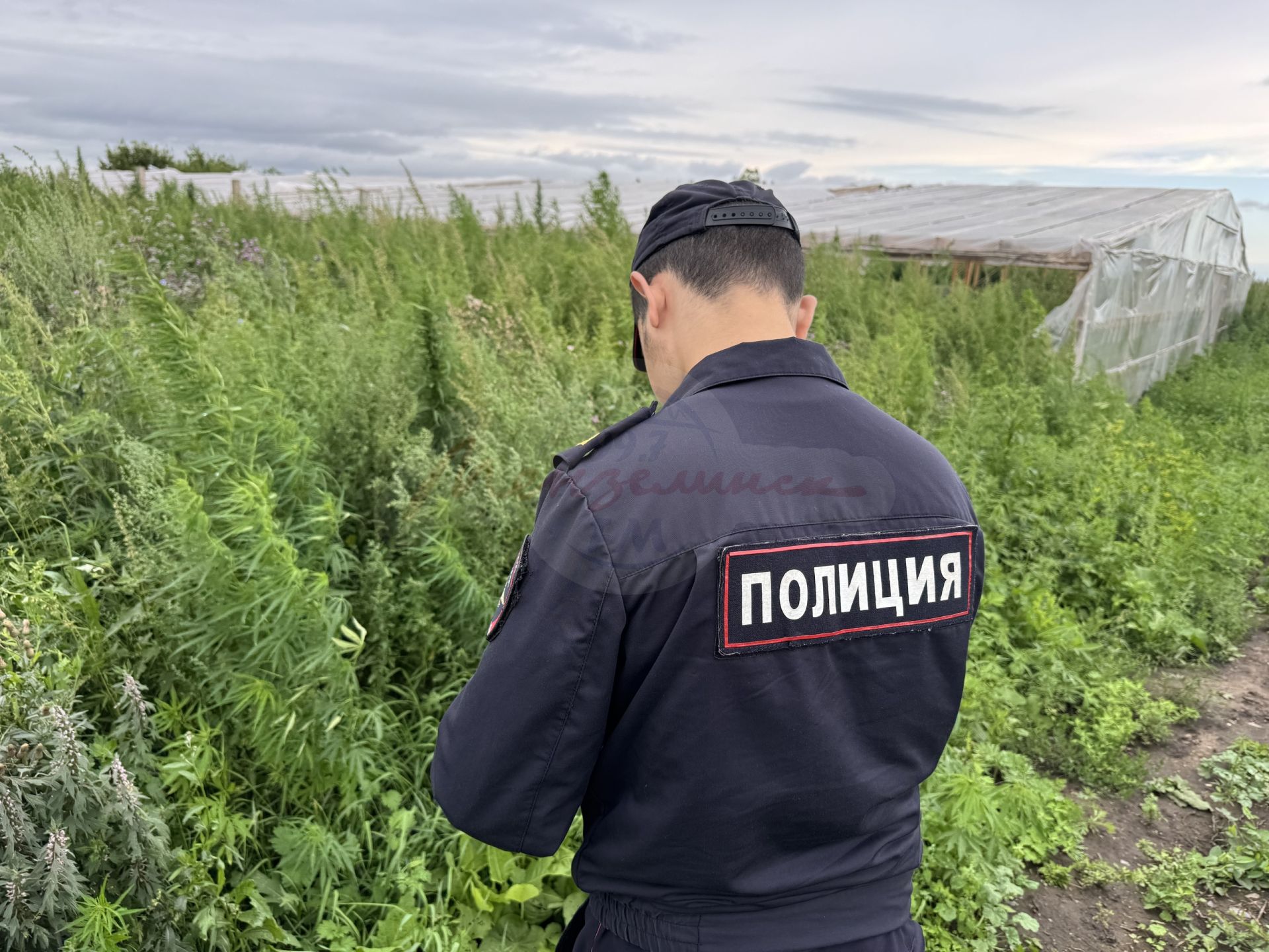 В Мензелинском районе выявили восемь очагов дикорастущей конопли
