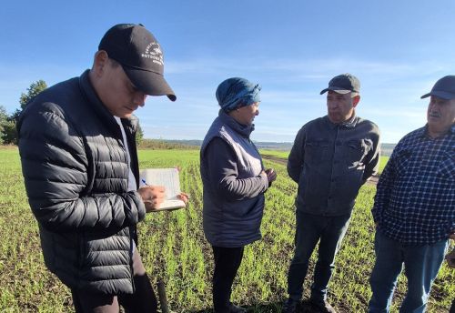 В Мензелинском районе зерновые остались только на полях небольших фермерских хозяйств