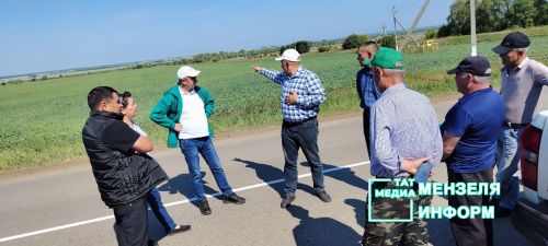 В Мензелинском районе есть поля, обещающие урожай