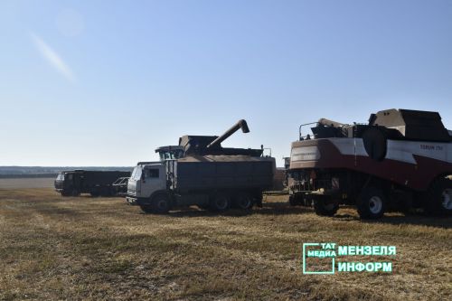 Мензелинские комбайнеры обмолачивают зерно на полях Азнакаева и Муслюмова