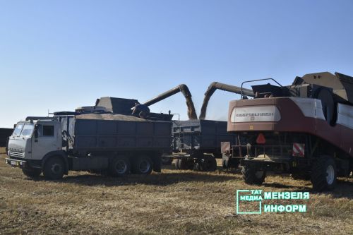 Мензелинские комбайнеры обмолачивают зерно на полях Азнакаева и Муслюмова