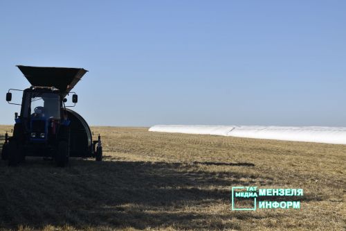 Мензелинские комбайнеры обмолачивают зерно на полях Азнакаева и Муслюмова