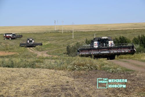 Мензелинские комбайнеры обмолачивают зерно на полях Азнакаева и Муслюмова
