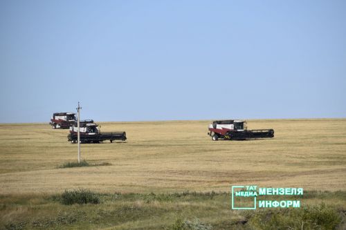Мензелинские комбайнеры обмолачивают зерно на полях Азнакаева и Муслюмова