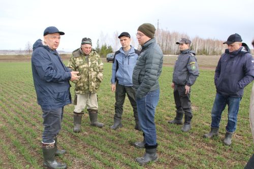 Глава Мензелинского района оценил состояние озимых на полях