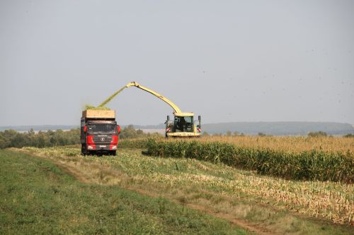 В Мензелинском районе из кукурузы начали закладывать силос