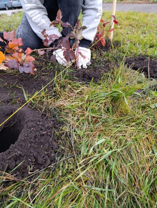 В Мензелинске стартовала осенняя посадка деревьев и кустарников