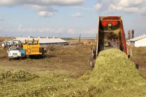 В Мензелинском районе началась закладка силоса из кукурузы