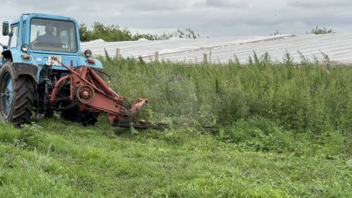 В Мензелинском районе выявили восемь очагов дикорастущей конопли