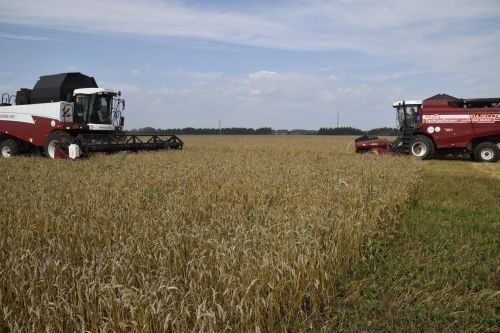 Минзәлә басуларыннан 100 мең тоннадан артык ашлык җыеп алынды