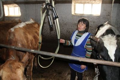 В Николаевской ферме Мензелинского района часть дойных коров останутся