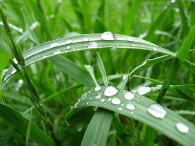 Дожди выпавшии по Мензелинскому району составляют лишь одну треть необходимой растениям нормы