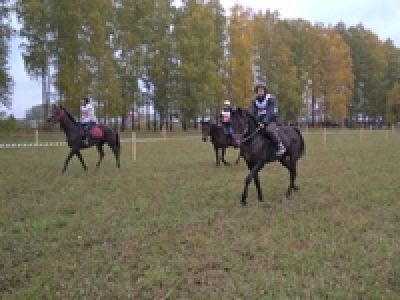 Мензелинский конь принял участие в чемпионате России