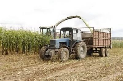 Мензелинские аграрии приступили к закладке кукурузы на сенаж