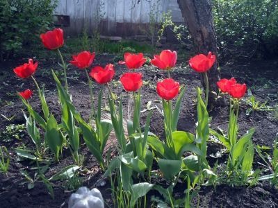 Поздравляем Асну Галямову с победой в финале фотоконкурса «Мои весенние цветы в саду»