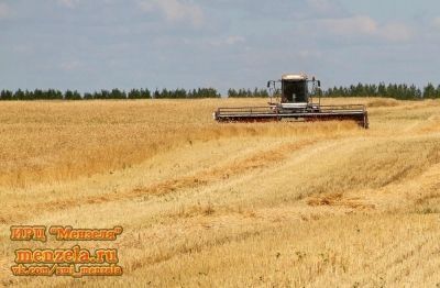 В Мензелинском районе убрано 46% зерновых