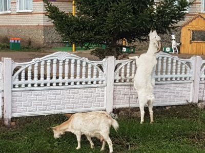ВНИМАНИЕ: Голодные козы заполонили Мензелинск
