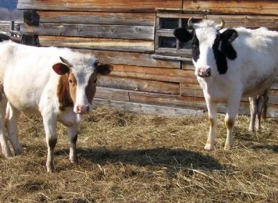 В деревнях Мензелинского района сократилось поголовье коров  