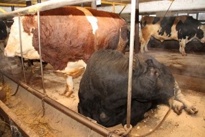 Хозяйства Мензелинского района закупят племенных быков