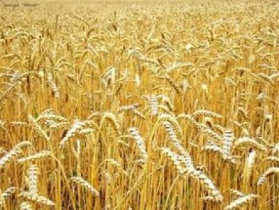 В хозяйствах «Калмурзино» и «Заиковский» приступили к уборке яровой пшеницы