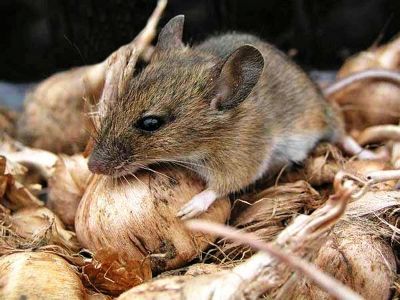 За неделю в Татарстане зафиксировано 29 случаев заболевания «мышиной лихорадкой»