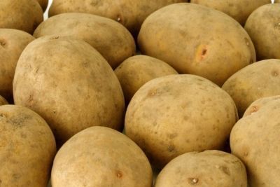 По урожайности картофеля работники КФХ «Давлетов» занимают третье место в республике