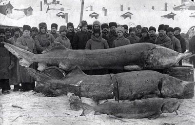 Такая рыбка ловилась в реке Волга в 1924 году