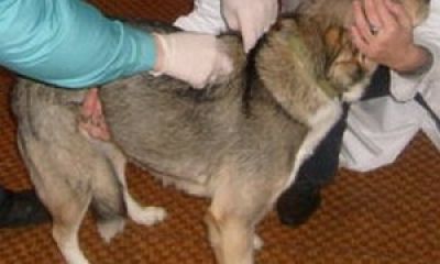 В Мензелинске проводится бесплатная регистрация, вакцинация собак и кошек против бешенства