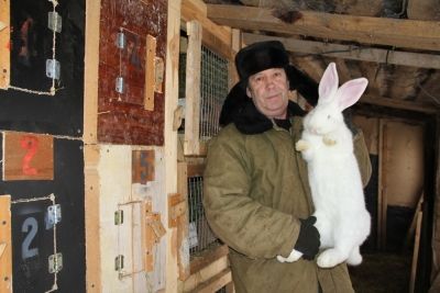 Мензелинец Ильгиз Сахапов собирается довести поголовье кроликов на своем подворье до 1500-2000 голов