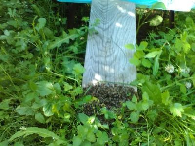 После опрыскивания полей жители Подгорного Байлара жалуются на массовую гибель пчел