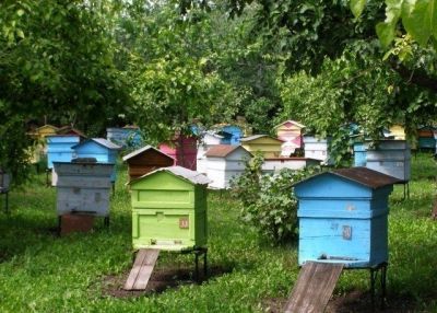 Правила содержания пчел регулируется федеральным законом
