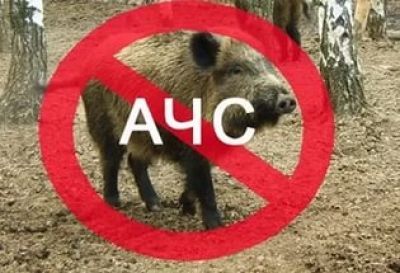 Африканская чума свиней дошла и до Нурлата, а в деревнях Мензелинского района часто стали появляться кабаны