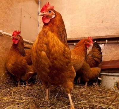 Мензелинцам яйцо и мясо можно кушать, но куриц с рук не покупать