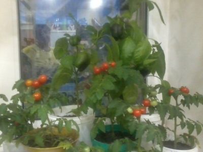 Жительница Мензелинска вырастила помидоры у себя в квартире
