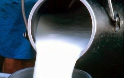 В ноябре молокосборщики Мензелинского района могут повысить закупочные цены на молоко