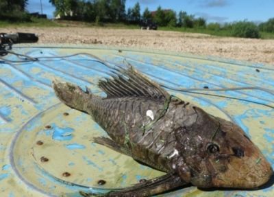 Рыба с головой рептилии напугала рыбаков