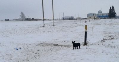 В Мензелинске обнаружен труп, объеденный собаками