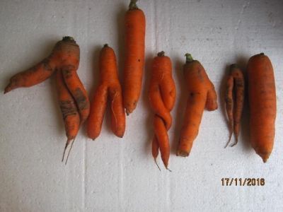 Ханиф Гараев вырастил в своем огороде вот такую морковь