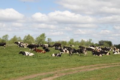 Кадряковцы содержат 158 голов дойных коров