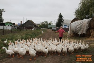 В деревне Ямаково гусей держат помногу