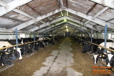 Показатели удоя молока в Мензелинском районе увеличились