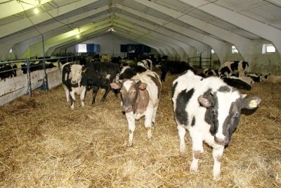 На Урусовской ферме суточный привес некоторых бычков на откорме достигает двух килограммов 