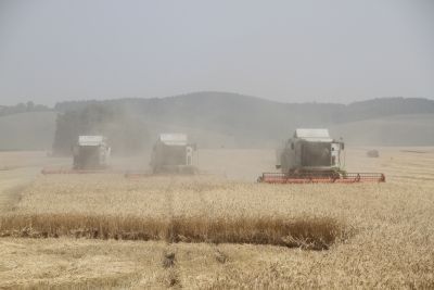 Сколько убрали зерновых в Мензелинском районе