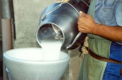 Сколько платят за молоко в Мензелинском районе?