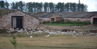 В бывших животноводческих фермах деревни Матвеевка выращивают гусей