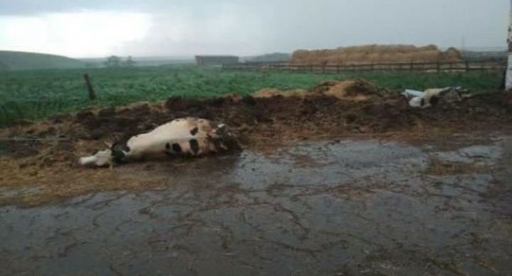В Татарстане из-за непогоды погибли 57 коров